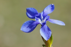 Gentiana verna