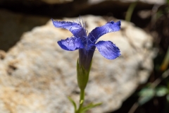 Gentianopsis ciliata