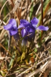 Gentianopsis ciliata