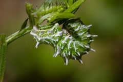 Apochima flabellaria
