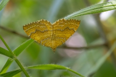 Camptogramma bilineata