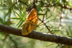 Camptogramma bilineata