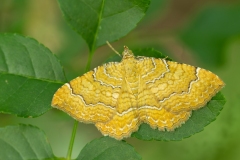 Camptogramma bilineata