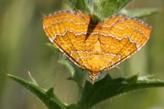Camptogramma bilineata