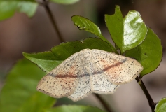 Cyclophora punctaria