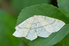 Cyclophora ruficiliaria