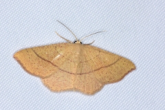 Cyclophora suppunctaria