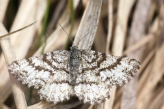 Ematurga atomaria