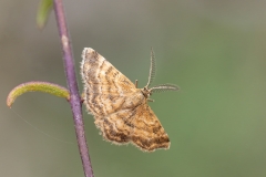 Emmiltis pygmaearia