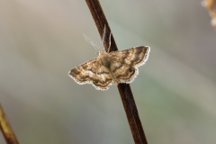 Emmiltis pygmaearia