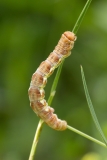 Erannis defoliaria