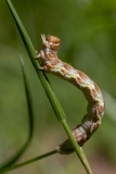 Erannis defoliaria