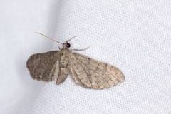 Eupithecia pimpinellata