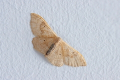 Idaea degeneraria