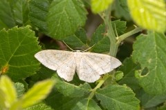 Idaea deversaria