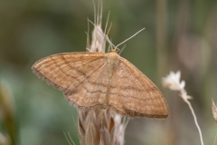Idaea ochrata