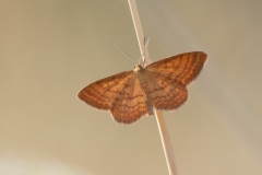 Idaea ochrata