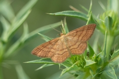 Idaea ochrata