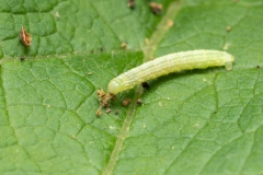 Operophtera sp