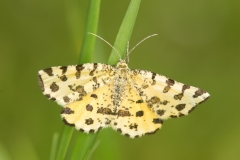 Pseudopanthera macularia