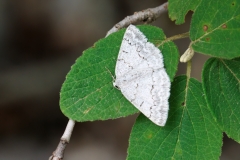 Pseudoterpna coronillaria