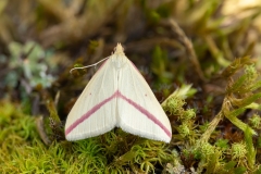Rhodometra sacraria