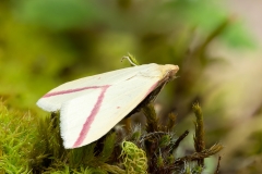 Rhodometra sacraria