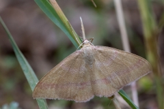 Rhodostrophia calabra