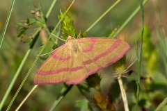 Rhodostrophia calabra