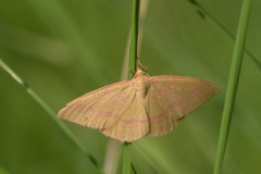 Rhodostrophia calabra