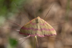 Rhodostrophia calabra