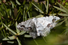 Scopula decorata