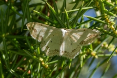 Scopula ornata