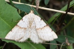 Selidosema brunnearia