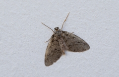 Tephronia sepiaria