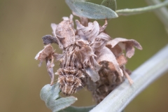 Thetidia smaragdaria