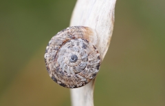 Xerocrassa mesostena