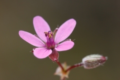 Erodium cicutarium