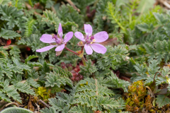Erodium cicutarium
