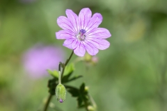 Geranium pyrenaicum