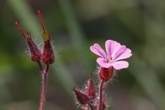 Geranium robertianum