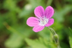 Geranium sylvaticum