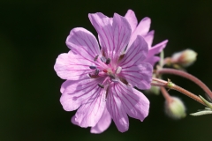 Geranium tuberosum