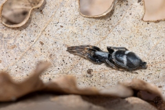 Aphantaulax sp