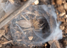 Drassodes sp