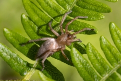 Drassodes sp