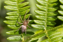 Drassodes sp