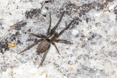 Nomisia sp
