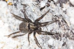 Nomisia sp