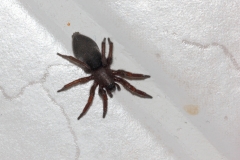 Scotophaeus sp